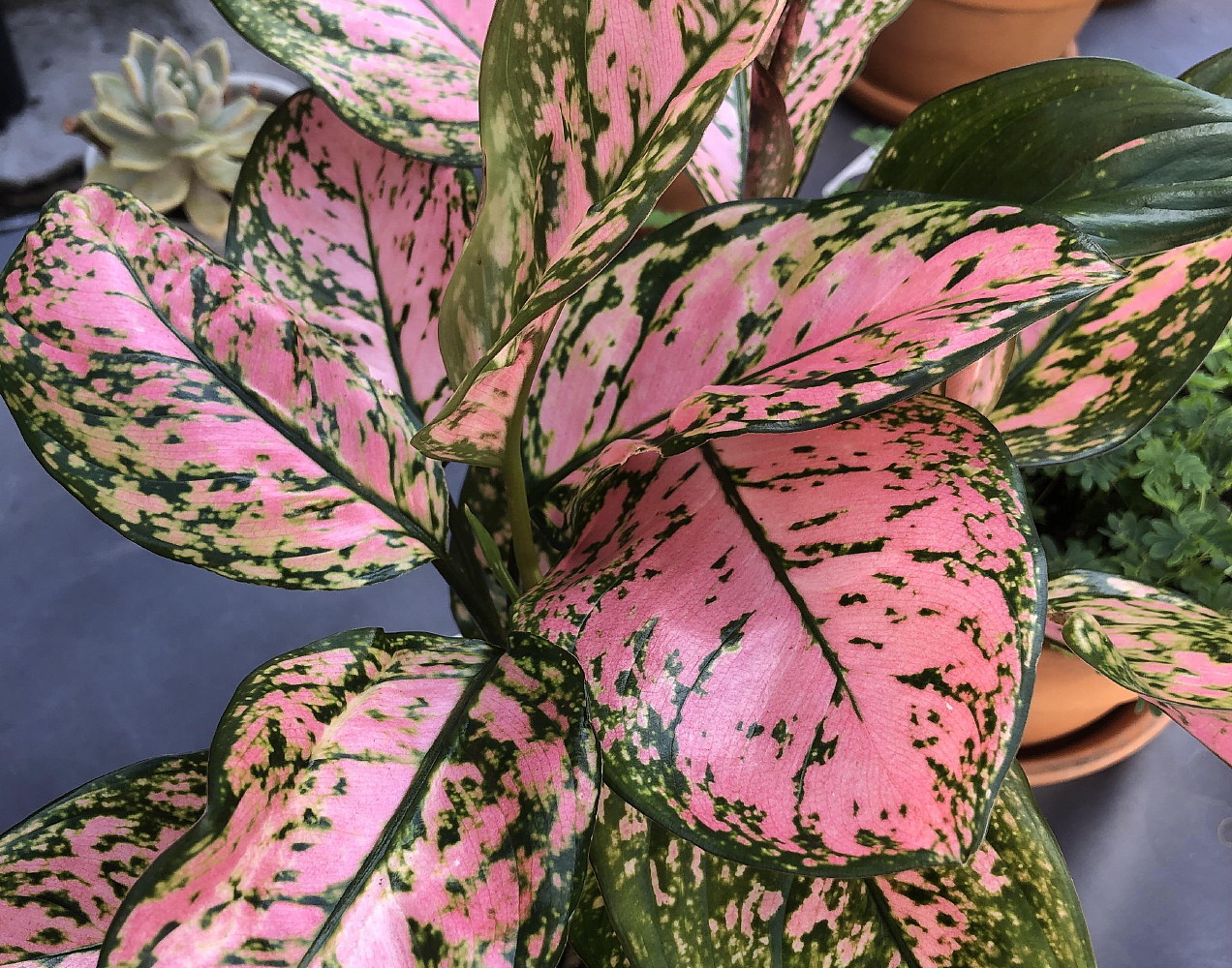 Rudy's Greenhouses Aglaonema Favonian